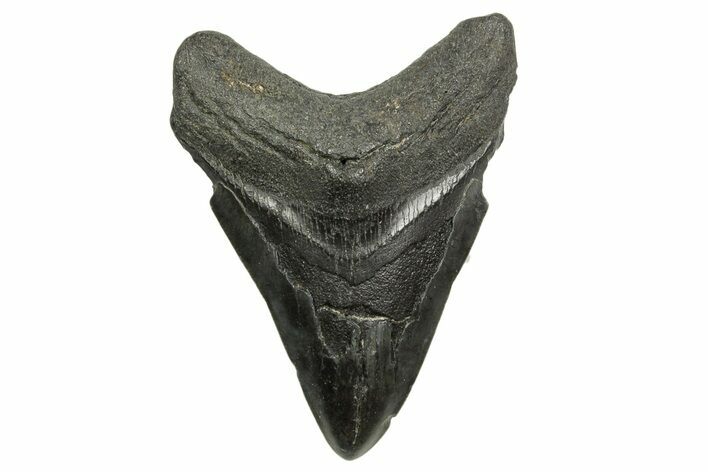 Bargain, Fossil Megalodon Tooth - South Carolina #368379